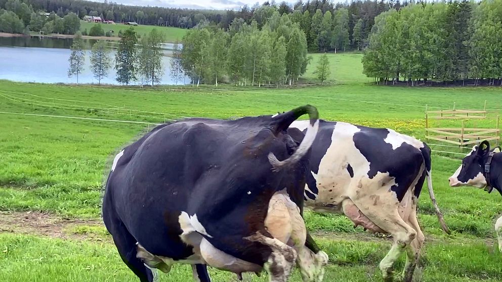 Kossor i Svensbyn som sparkar bakut när de släpps fria.