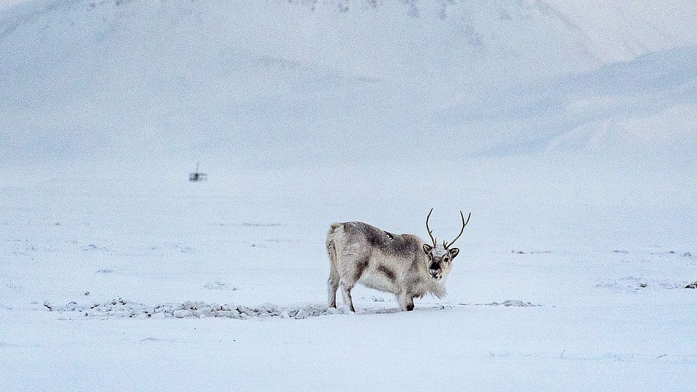 En ren i snön.