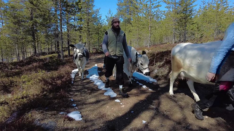 Täpp Lars Arnesson går i skogen med fjällkor