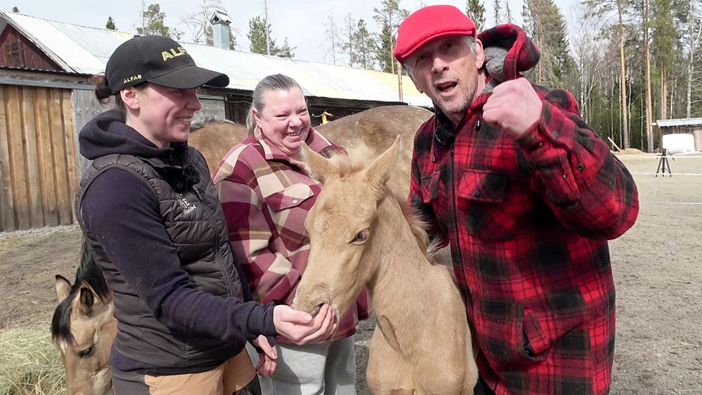 Tre personer matar och klappar ett föl utomhus vid en gård med uthus i bakgrunden. En man i röd keps gör en segergest med näven.