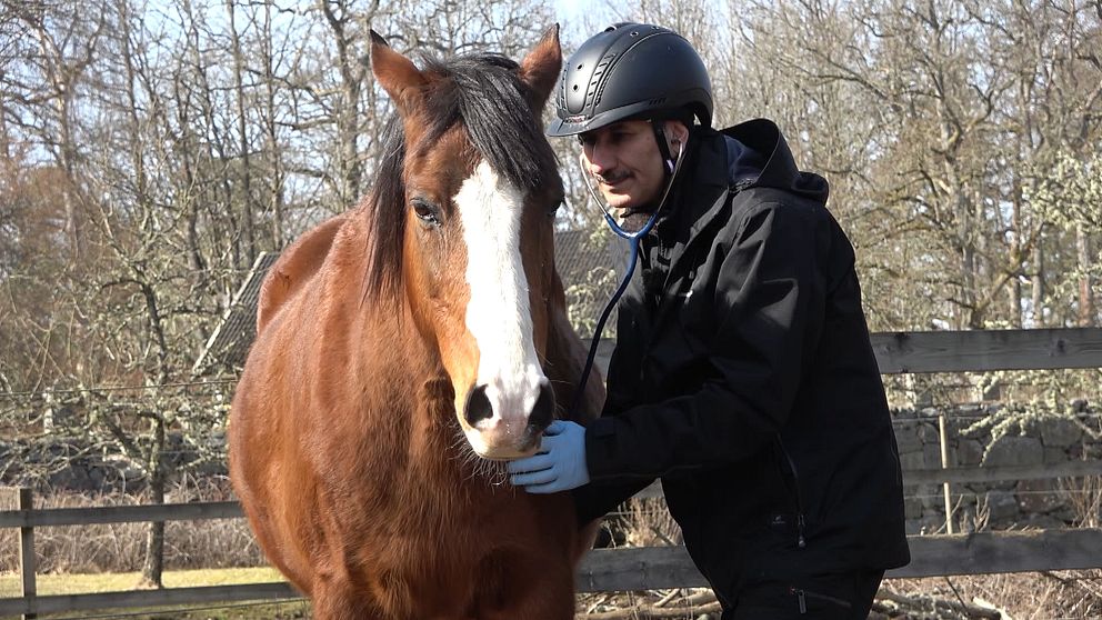 Veterinären Gassem lyssnar på en hästs lungor