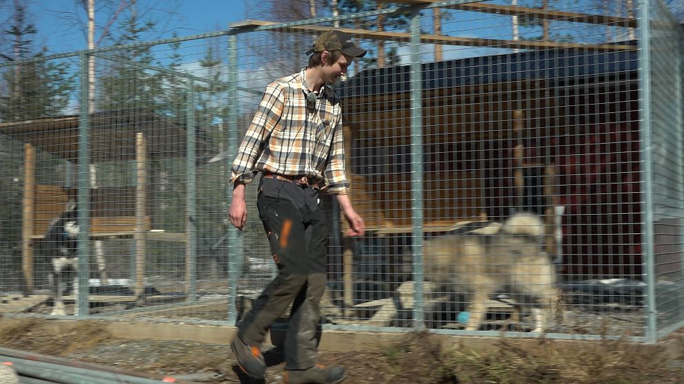Fredrik hälsar på sina hundar som står i hundgården utanför hans villa i Byberget i Ånge.