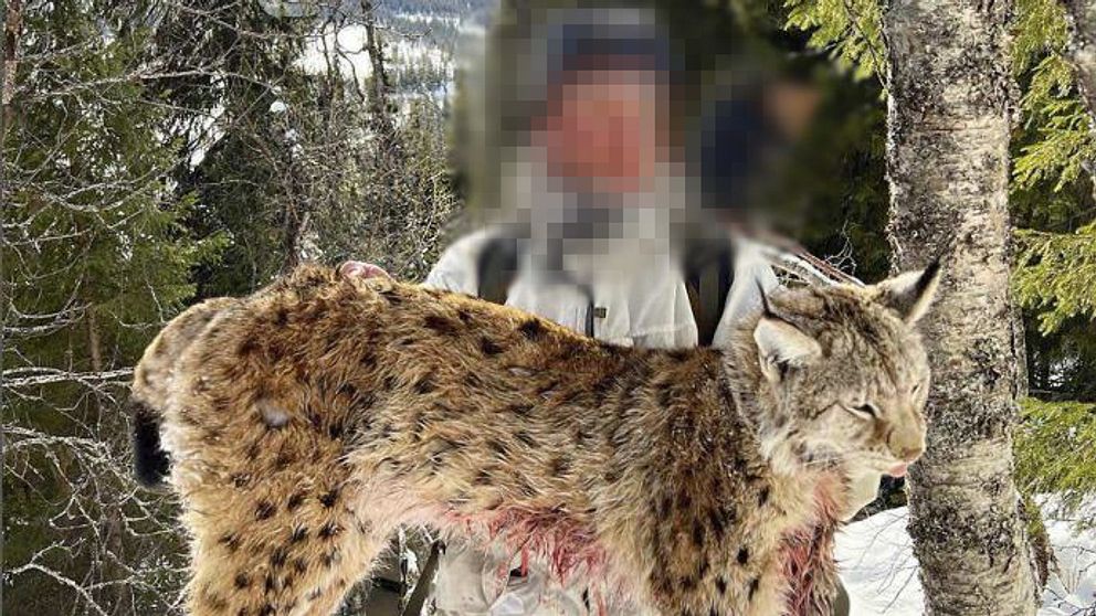 en person som håller i ett skjutet lodjur