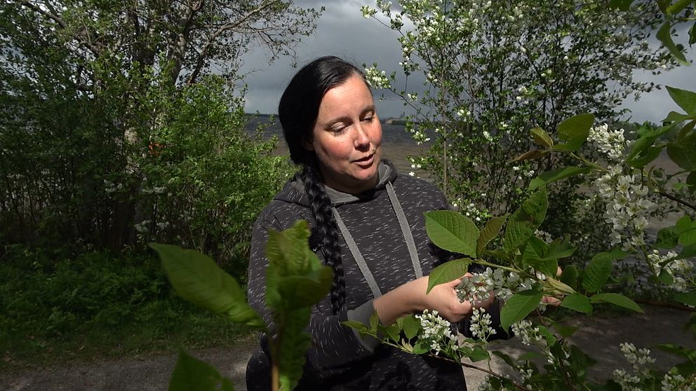 Elin Johansson, utbildare i vildplock, tar på blommor i en hägg.