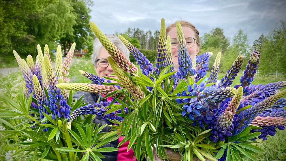 Dorrit Berlin och Kristin Sigvardsson håller i ett gäng lupiner