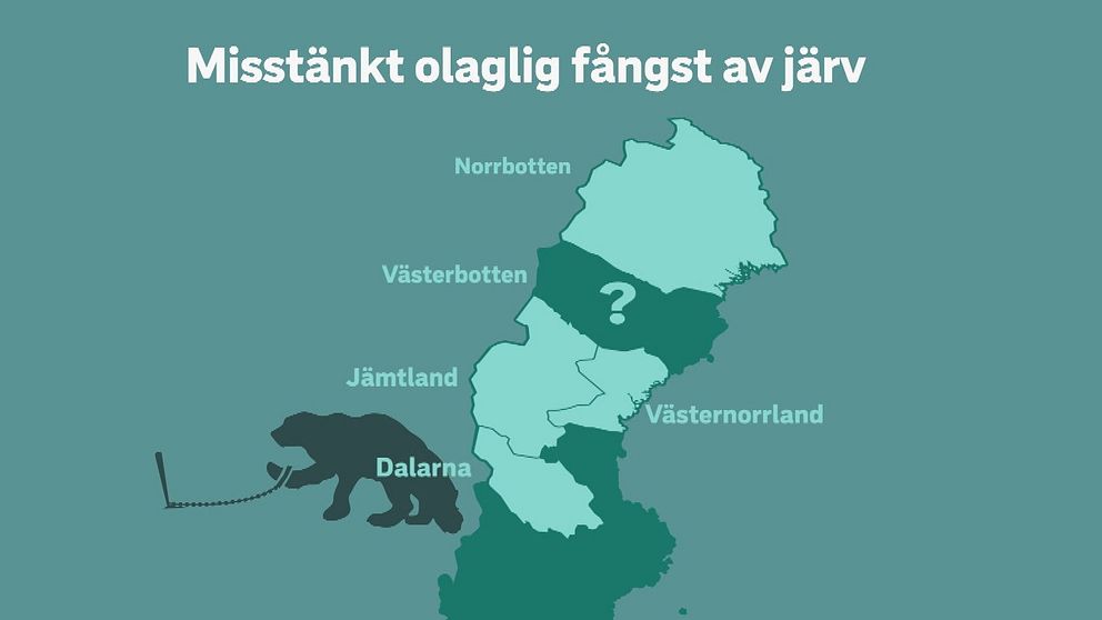 Karta över Sverige som visar län med misstänkt olaglig fångst av järv. Norrbotten, Jämtland, Västernorrland och Dalarna är markerade i samma färg, Västerbotten är markerat med frågetecken.