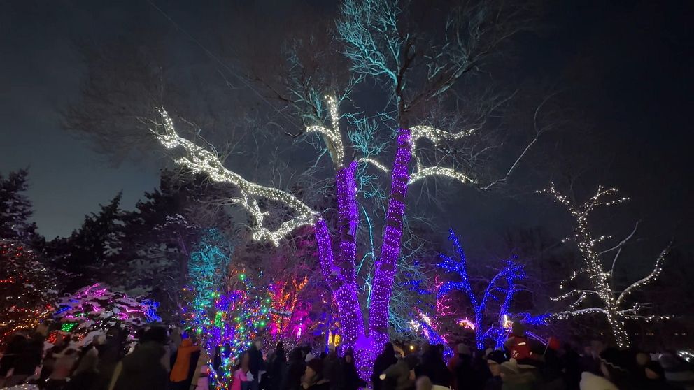 Träd med kulörta lampor i Stadsparken i Örebro.