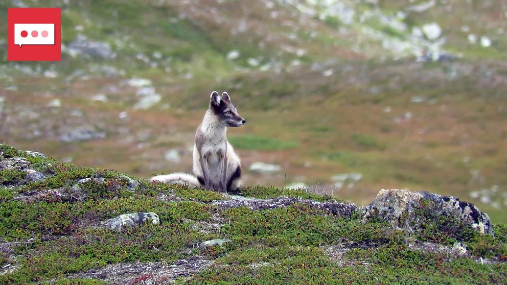 Fjällräv sitter på en grönklädd sluttning i fjällmiljö.