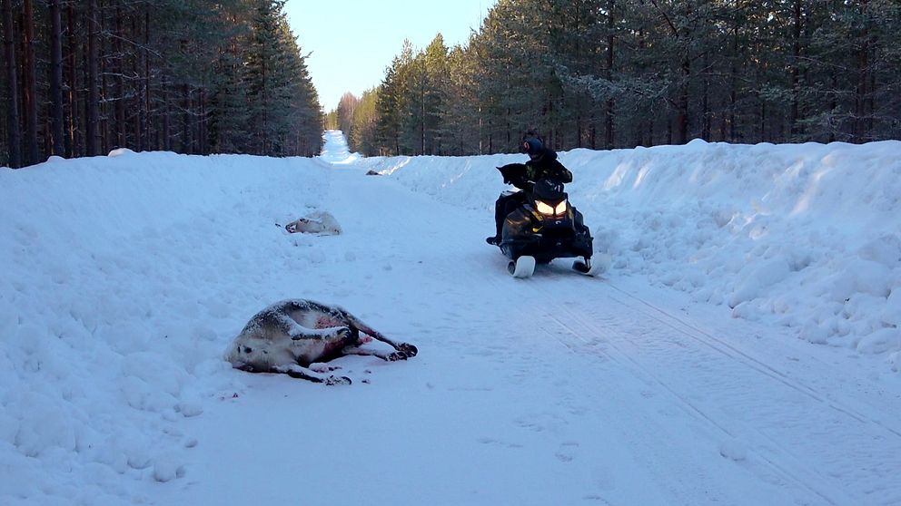Snöskoter på snötäckt väg med en död ren i förgrunden i skogen.