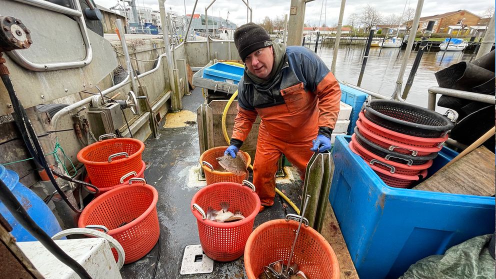 Fiskare i sin fiskebåt med en fångst av rödspätta framför sig