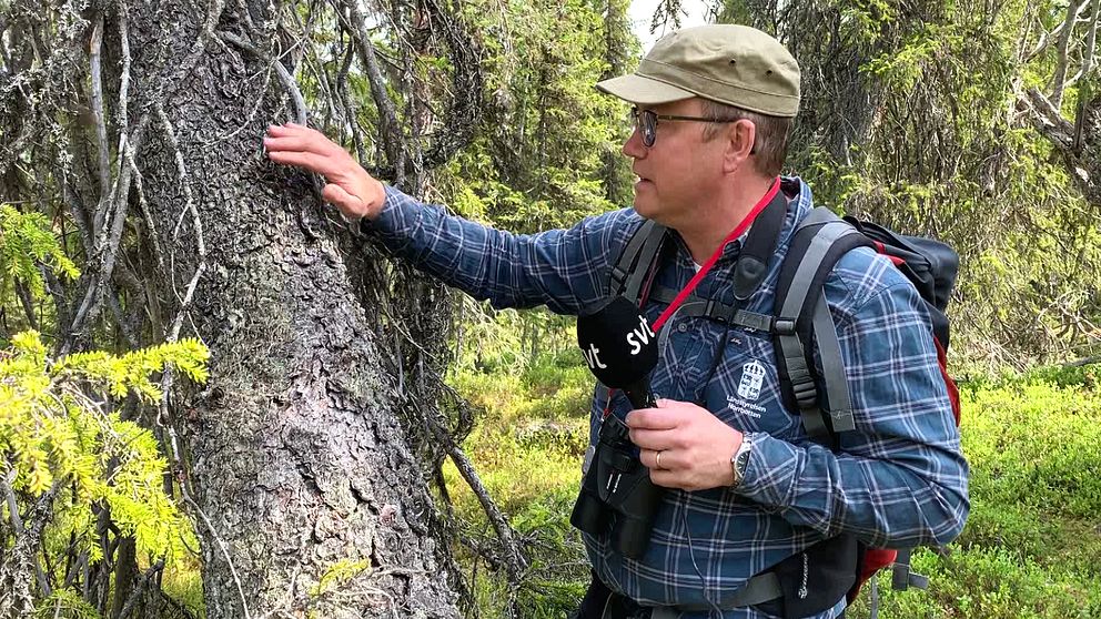 Per-Anders Jonsson, chef för naturskyddsenheten. på länsstyrelsen i Norrbotten, klappar den flera hundra år gamla granfarbrorn på Rävaberget..