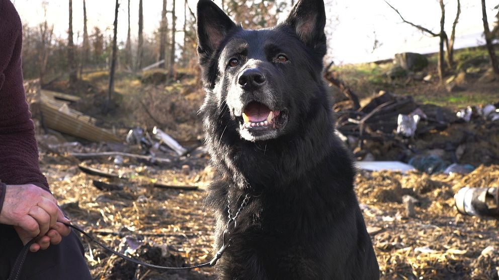 En svart hund sitter glädjefyllt i en naturlig miljö med skräp och avfall i bakgrunden. Den har ett kort halsband och är kopplad till en person vars hand är synlig. Solen skiner och det är en klar dag.