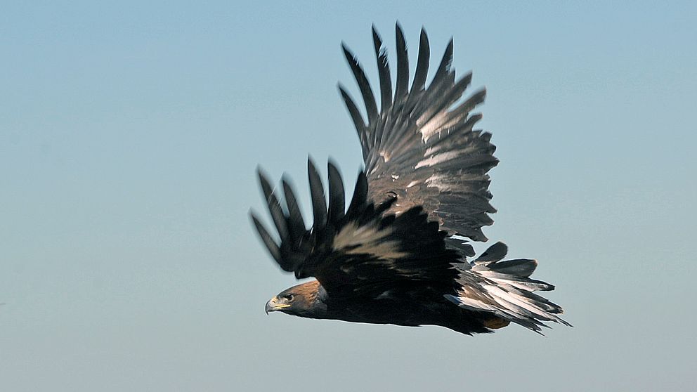 Kungsörn som flyger mot blå himmel.