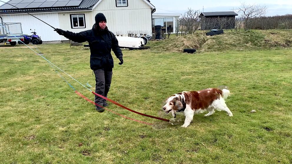 En hund som jagar en leksak på ett snöre i en trädgård.