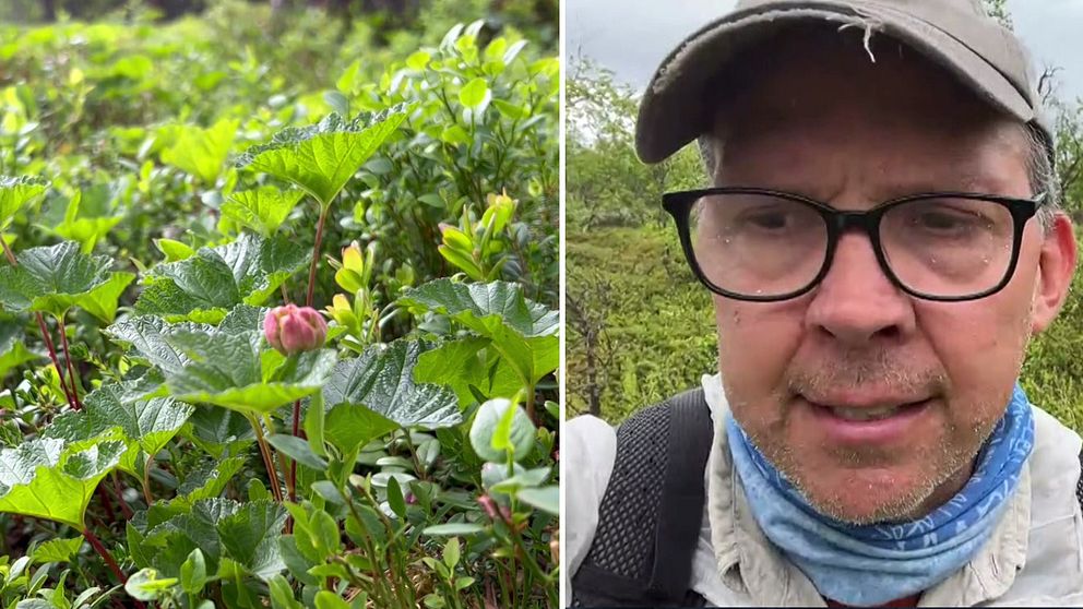 Keith Larson, forskare vid Umeå universitet.