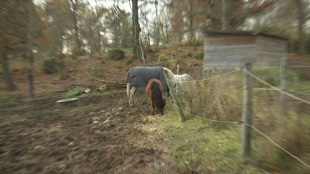 Två hästar, en brun och en vit, betar i en hage omgiven av träd och en stuga i bakgrunden. Stugan ser gammal ut och det är höst med fallna löv i omgivningen. Marken är lerig och oregelbunden.