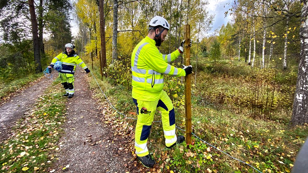 Trafikverket jobbar med att sätta upp stängslet kring kärnområdet.