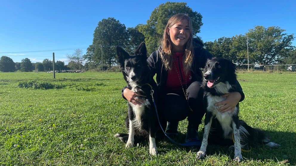 En person sitter på gräset med två border collies, en med svart päls och en med svart och vit päls. Bakgrunden visar en klar blå himmel och grönskande träd, vilket ger en avkopplande utomhusmiljö.