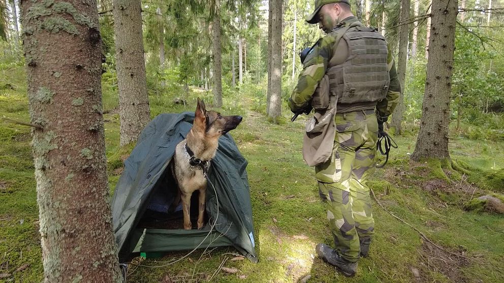Helikopterflottiljens hundförare med sin schäferhund i skogen.