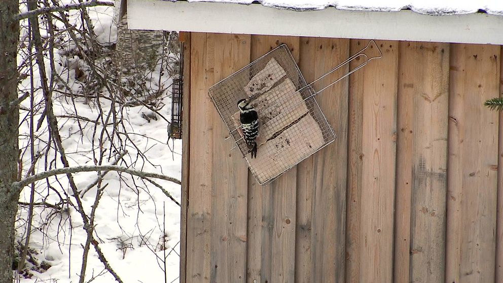 En vitryggig hackspett som vistas i Degerbäcken utanför Boden.