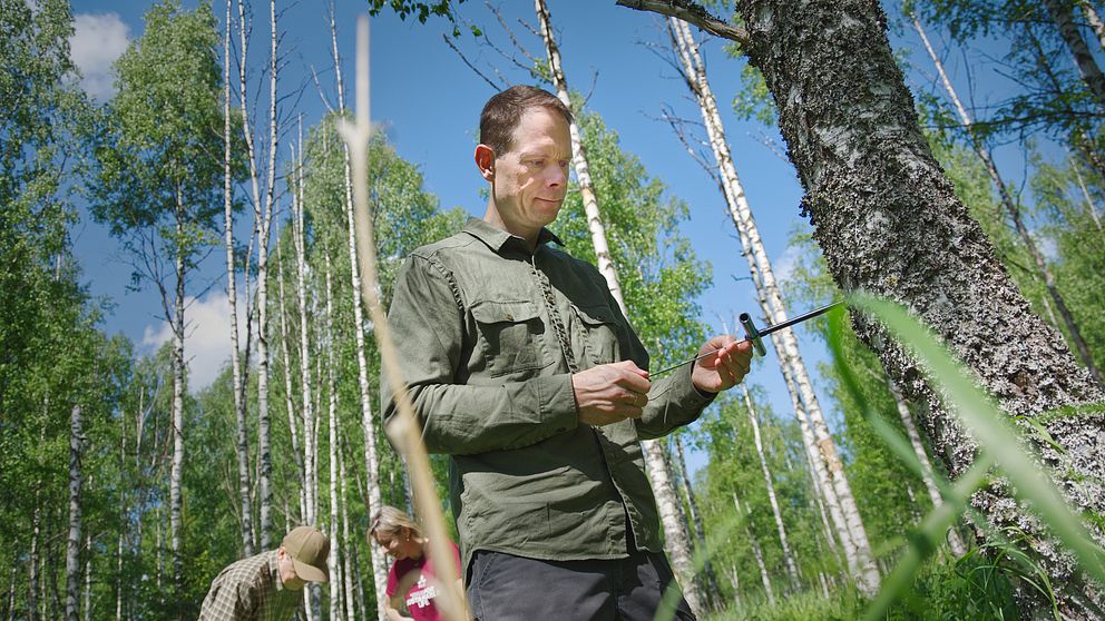 skogsforskare borrar i träd