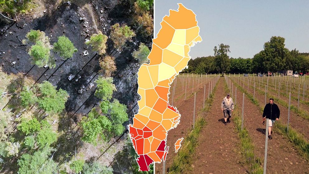 Bild på skogsbrand och torka, i mitten en Sverigekarta som visar olika regioner i rött, orange och gult.