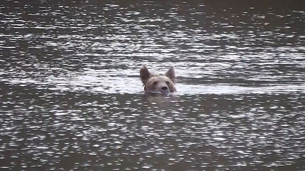 björn simmar i välptjärn kalvträsk skellefteå