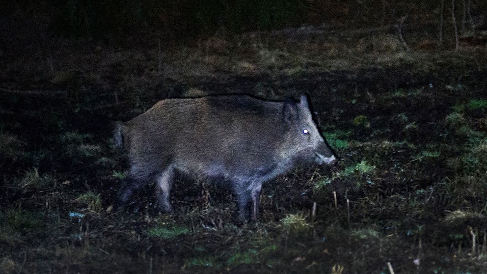 Vildsvin strövar genom skogsområde på natten.