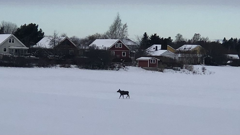 Älg går på snötäcke nära villor