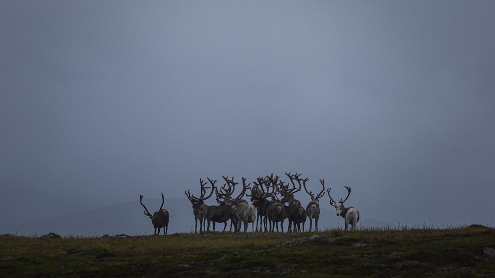 En grupp renar står på en grön slette under en molnig himmel, med fjärran berg i bakgrunden.