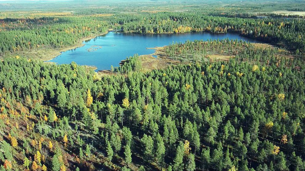 Bild på skogsområde i Vittangi.