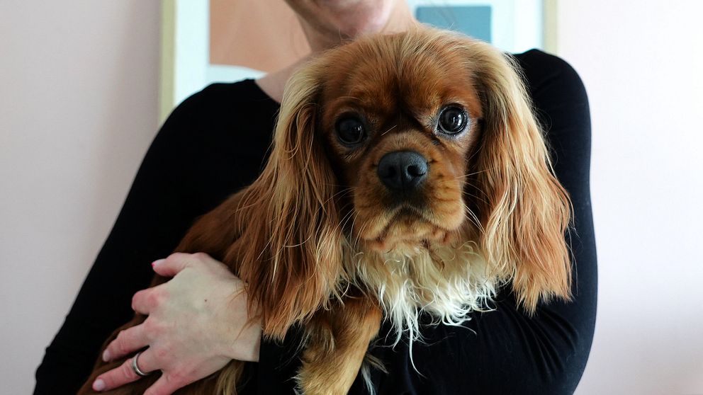 En person som håller i en liten brun hund med stora ögon.