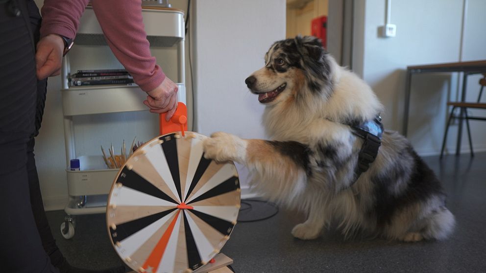 Hunden Azlan drar med tassen på ett bingohjul