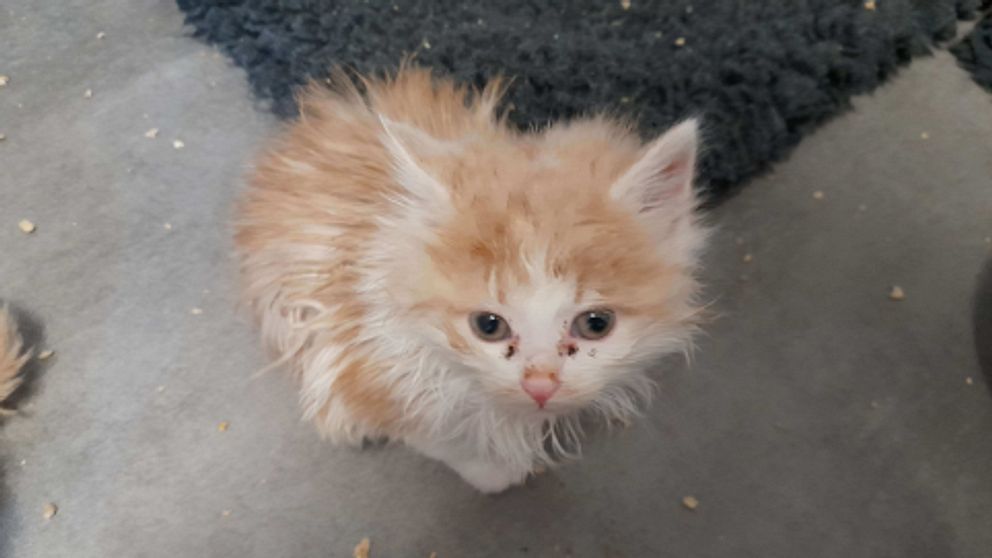Ovårdad kattunge