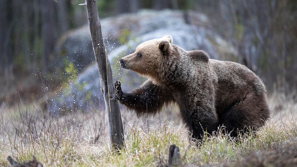 Björn från Hälsingland