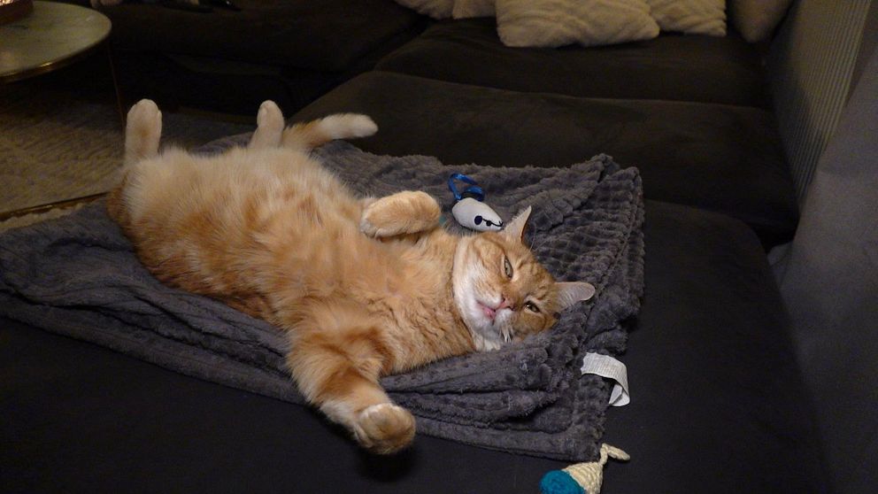 Katten ”Luffar-Lasse” ligger på en filt på soffan.