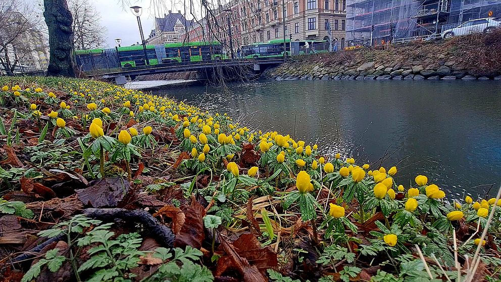 Blommande vintergäck vid kanalen i Malmö