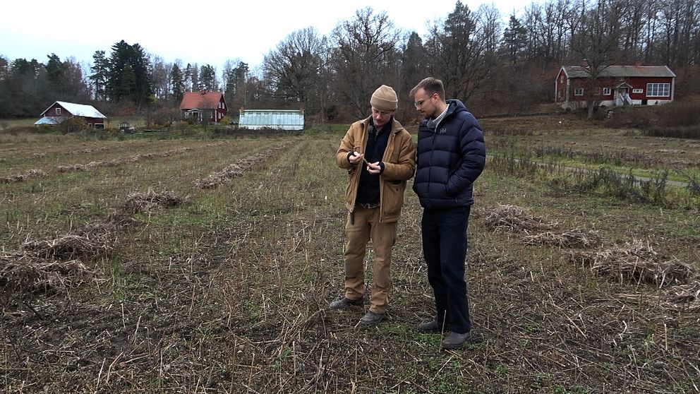 Simon Kuylenstjierna på sitt hampafält med John Söderström