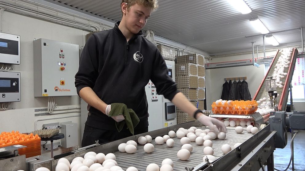äggproduktion ägg tvättas på band fågelinfluensa äggbönder