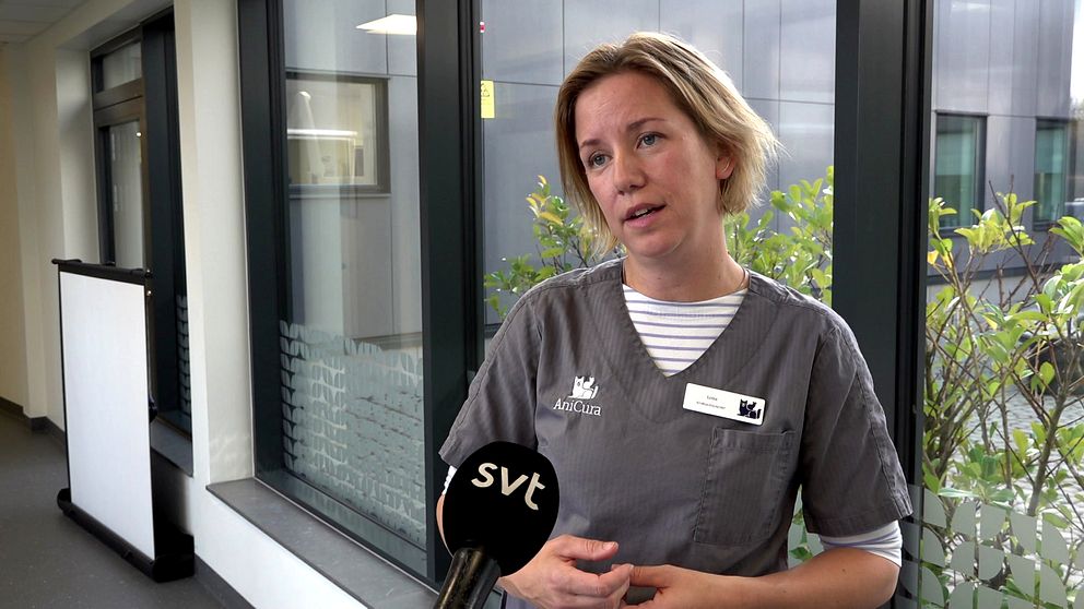 Lotta Hofverberg, djursjukhuschef Anicura Jönköping, står vid ett fönster i en modern miljö, omgiven av växter. Personen pratar eller blir intervjuad, med en mikrofon från SVT riktad mot dem. Ljuset strömmar in genom fönstret och skapar en ljus och öppen atmosfär.