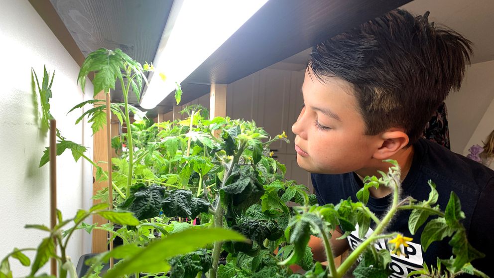 En pojke står vid en hylla med massor av tomatplantor.