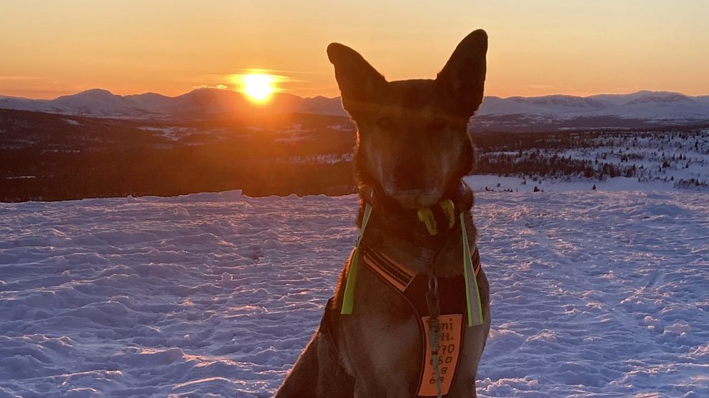 En hund i solnedgång.