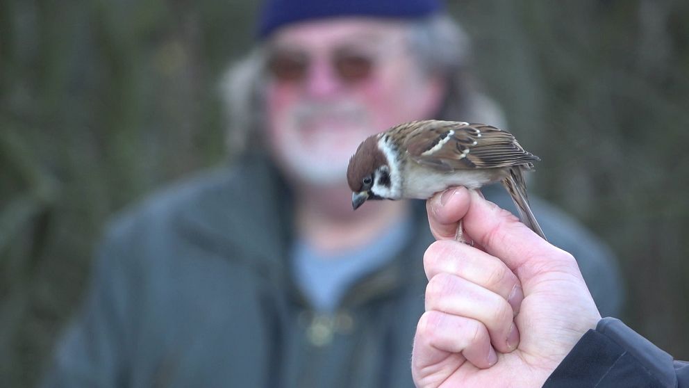 fågel, hand