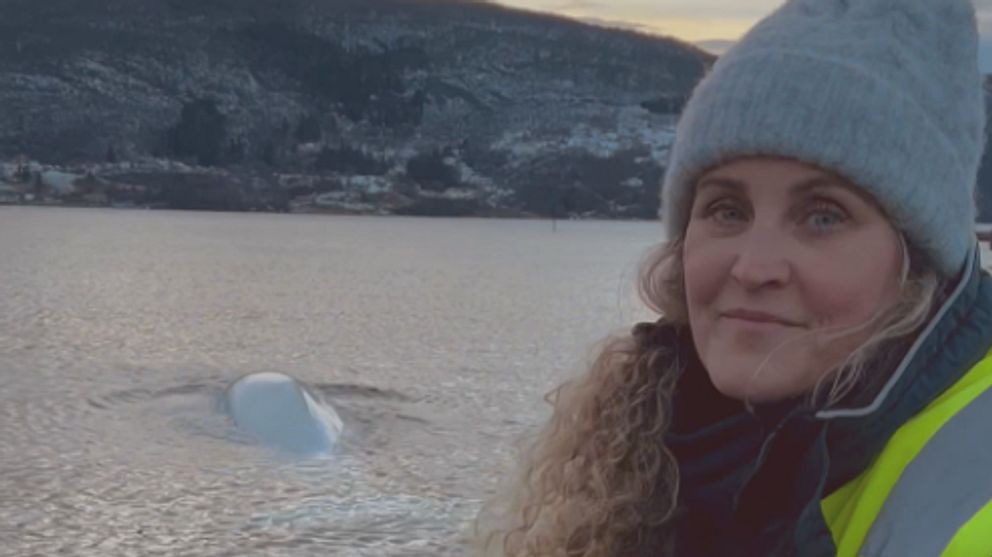 Norsk fjord, vitvalen Hvaldimirs rygg syns i vattnet, Regina Crosby Haug, OneWhale tittar in i kameran