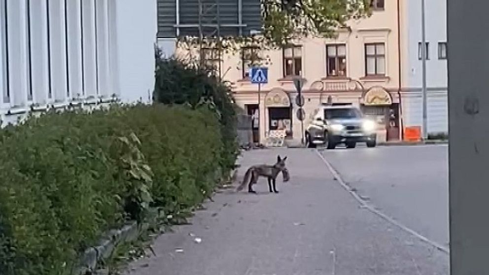 En räv med en kanin i munnen går längs en trottoar i ett stadskvarter i Borås