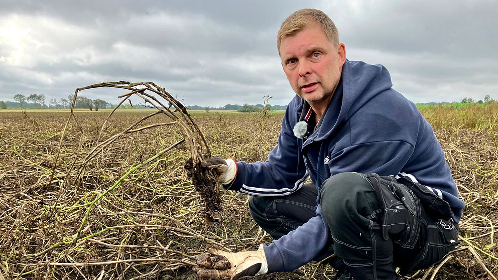 En lantbrukare sitter på ett potatisfält och håller upp en ruttnad potatis.