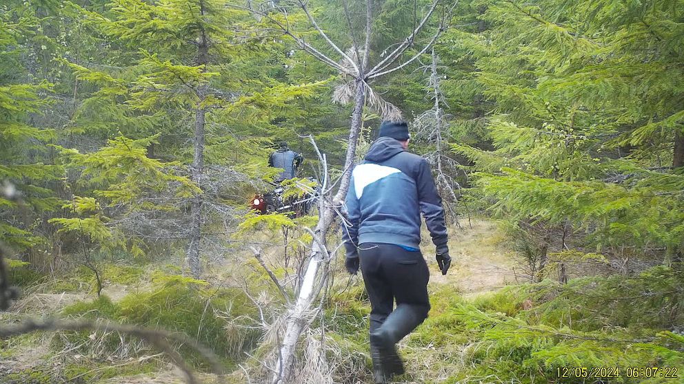 En man med mössa går i barrskog i riktning bort från kameran. I bakgrunden syns en man på fyrhjuling.