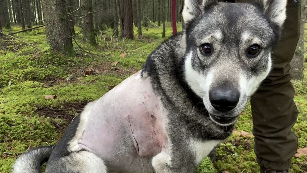 En hund sitter i en skogsmiljö med grönt mossigt underlag. Hunden har en synlig sårskada på sidan av kroppen, vilket indikerar att den just har genomgått en operation eller skada. Den verkar vara i vila och vänder huvudet mot kameran med en vänlig blick. I bakgrunden syns träd som ger en naturlig skogsatmosfär.