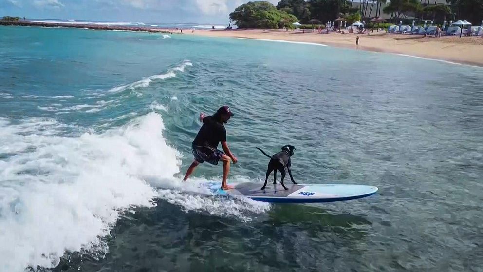 Hund på surfbräda