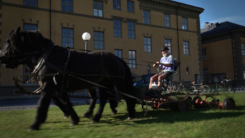 Anders Finnstedt från Dvärsätt klipper gräset på Campus i Östersund, sittande på en stor handjagare som drar av två bruna hästar.